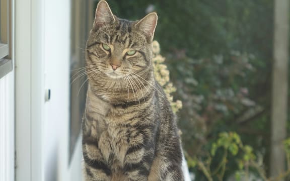Simba the cat with two owners