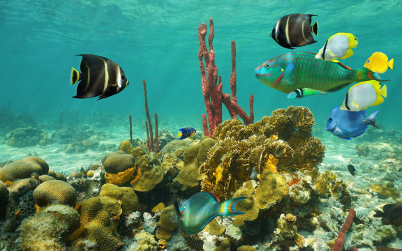 Corals and tropical fish in the Caribbean sea, Yucatán, Mexico.