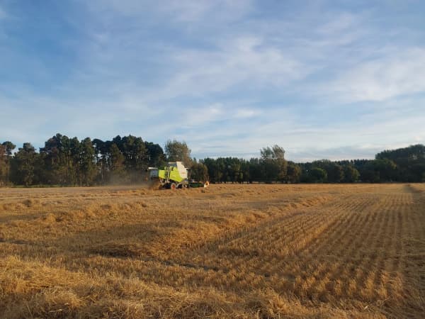 Durum wheat being harvested in Wairarapa.