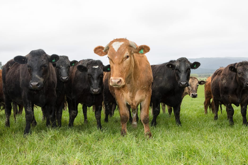 Wagyu
