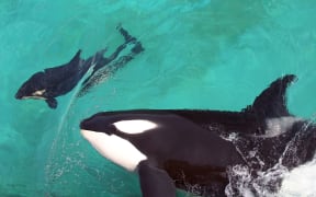 Wikie swimmng with her calf at Marineland park in Antibes.