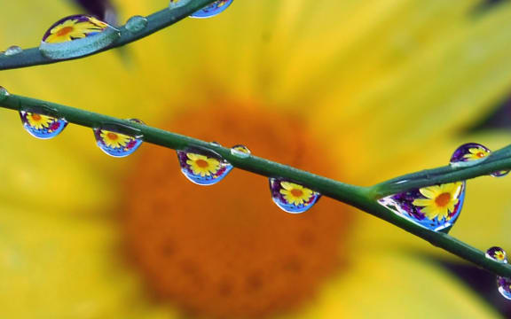 reflections of sunflower