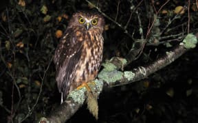 New Zealand morepork, or ruru, Ninox novaeseelandiae, on the West Coast of the South Island.