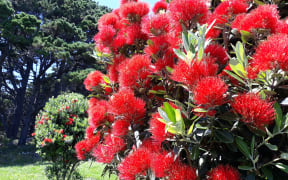 Pohutukawa, Mt Victoria, Wellington