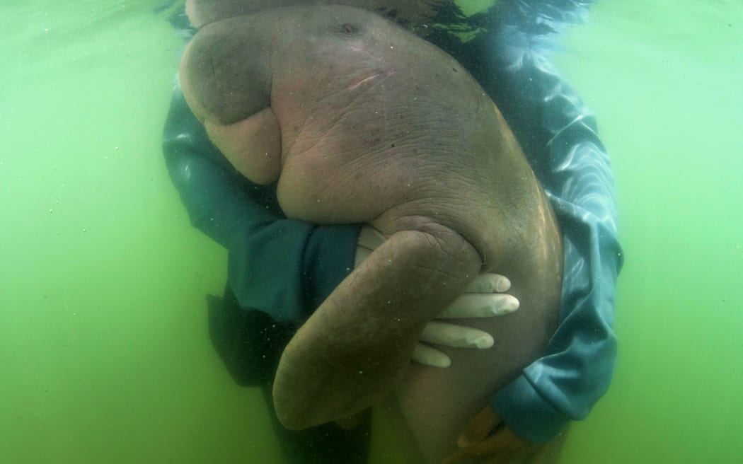 (FILES) This file picture taken on May 24, 2019 shows Mariam the dugong as she is cared for by park officials and veterinarians from the Phuket Marine Biological Centre on Libong island, Trang province in southern Thailand.