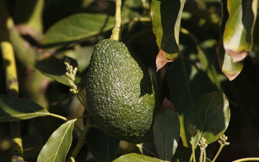 avocado tree