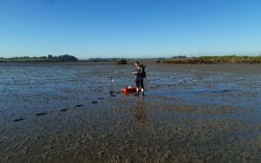 Dr Tarn Drylie monitoring estuary health