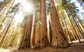A tramper stands against sequoia redwood trees, growing in their native California.