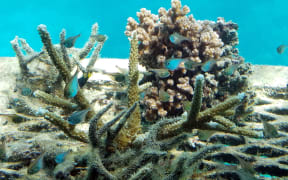 Great Barrier Reef in the Coral Sea off the coast of Queensland, Australia, is in serious risk of being lost.