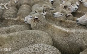 Ewe auctions a rarity as sheep numbers dwindle