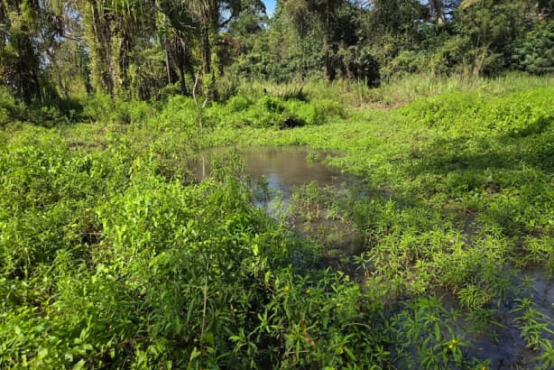 Documents say the swamp surrounding the leakage point is several hundred metres long. (Supplied)