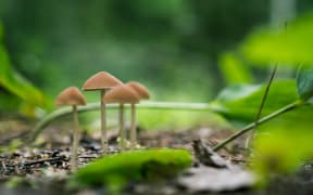 Psilocybin mushrooms, known as magic mushrooms