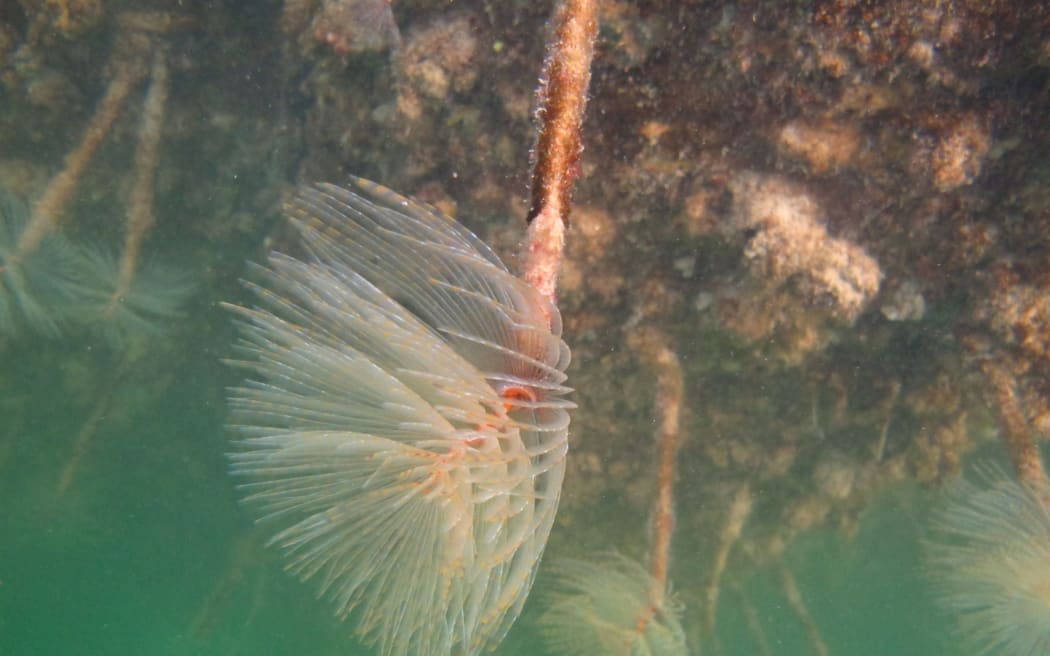 Mediterranean fanworm can form dense beds that are likely to out-compete other species and interfere with biological processes.