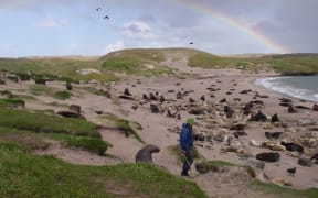 Sandy Bay sea lion colony