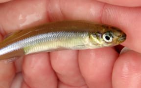Common smelt