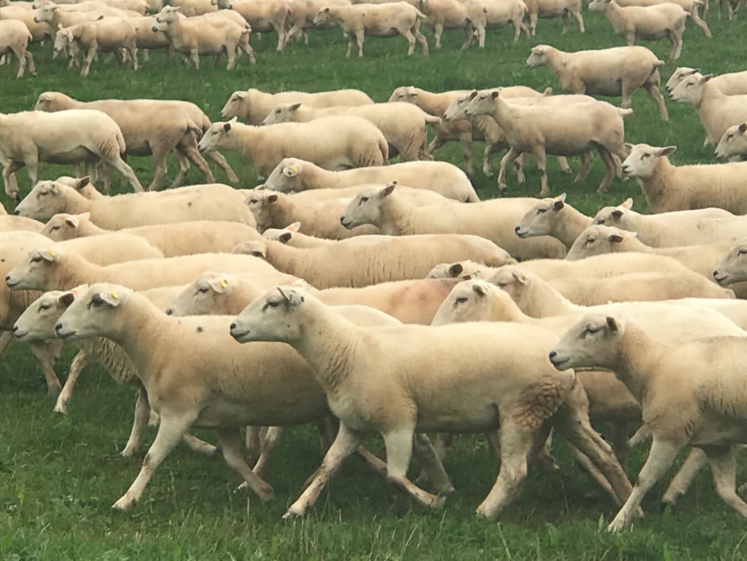 A flock of hair sheep