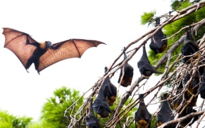 Bat - single use only