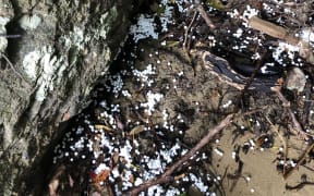 Polystyrene beads on the beach at Army Bay on Moturua Island