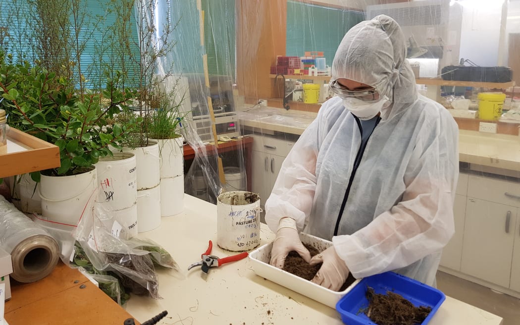 Environmental Science and Research scientists are testing pathogens on native plants to see if the have the same potential as manuka killing off E coli.