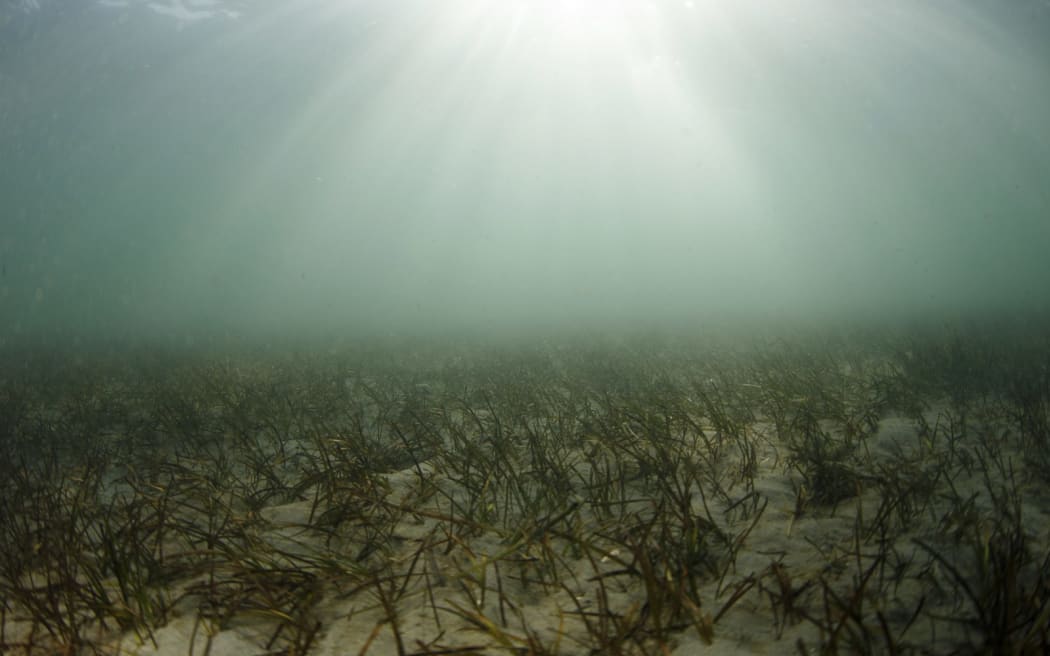 A sandy/muddy seafloor covered with grass is viewed underwater through murky sunlight filtering through the sea.