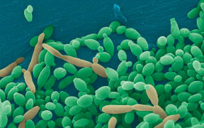 Candida tropicalis