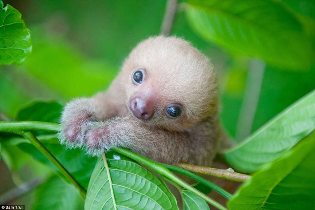 Sloth Love