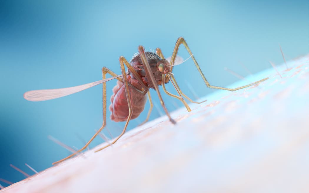 Mosquito feeding on a human, computer illustration. (Photo by SEBASTIAN KAULITZKI/SCIENCE PHOT / SKX / Science Photo Library via AFP)