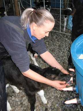 Michelle McPherson teaching a brand new calf to drink.