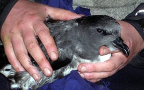 Chatham Petrel