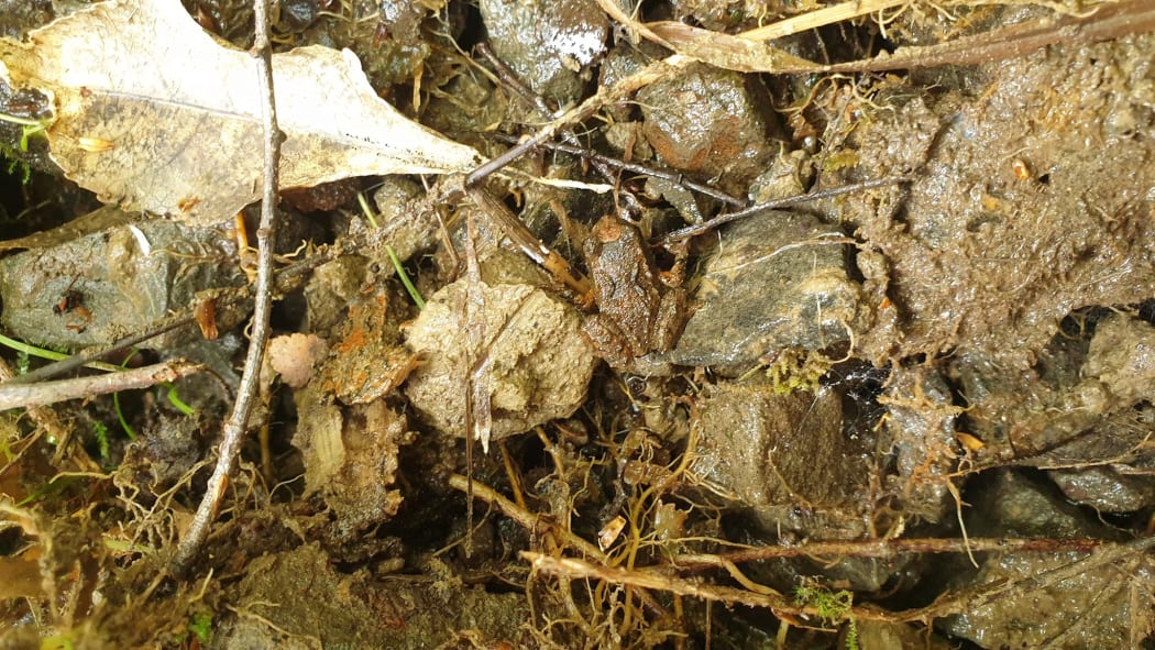Hochstetter's frog in Raukumara