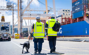 Customs team and dog port