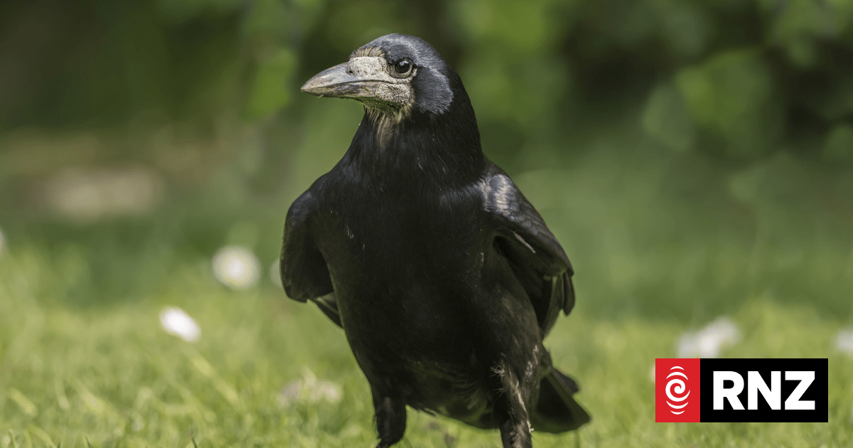 Why one woman is fighting for rooks | RNZ