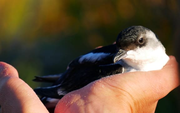 A small bird resting in a person's hand.