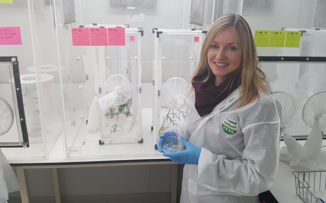 Stephanie Sopow in the secure containment lab at Scion, where she is testing how effective a parasitic wasp might be at controlling giant willow aphid.