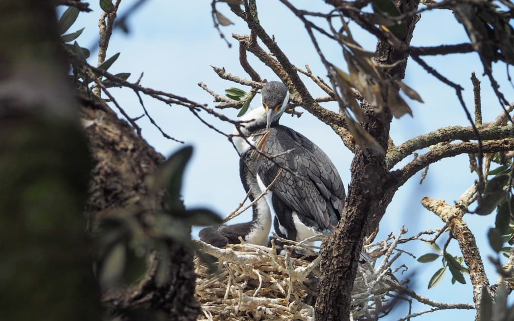 A kāruhiruhi pied shag parent feeds its chick in the nest.