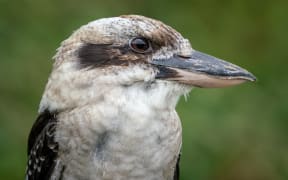 Kookaburra