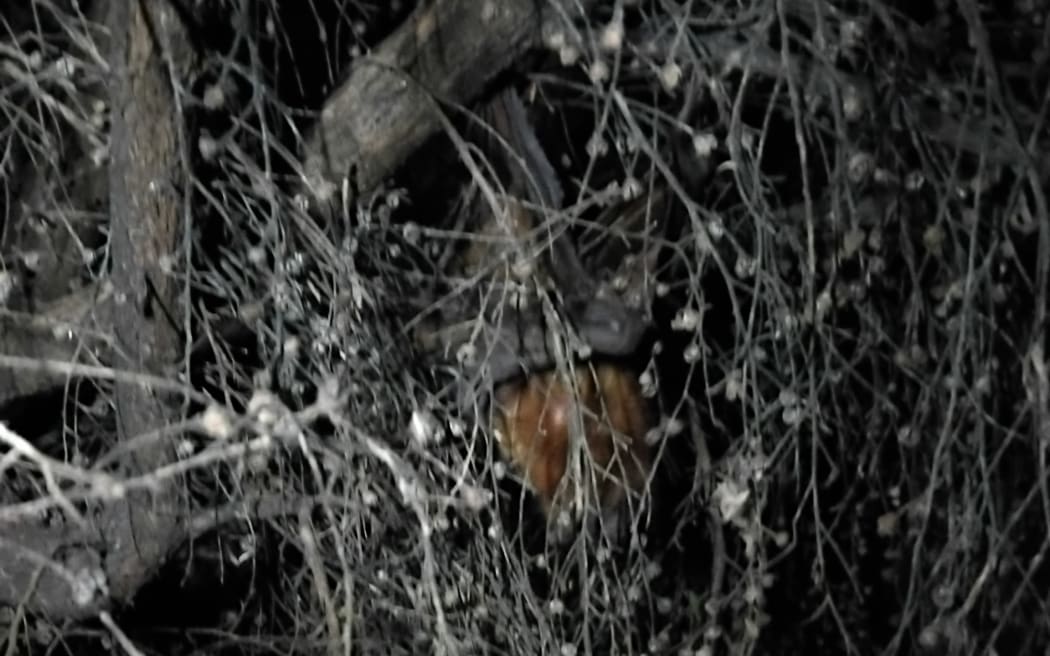 A photo of Batula, the little red flying fox that attempted to roost in a kanuka tree in Gwen Gridley's backyard.