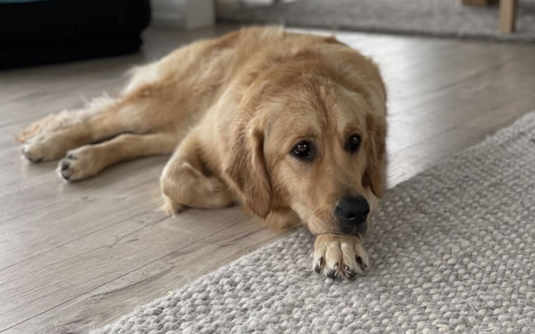 Luna is a two-year-old golden retriever who lives on Auckland’s Hibiscus Coast.