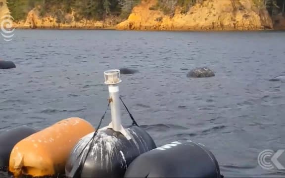 Changes ahead for Marlborough Sounds marine farmers