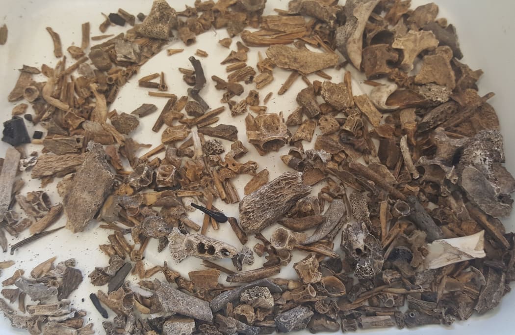 The DNA in this 'frag bag' of bone fragments can identify unexpected species in early Maori diet.