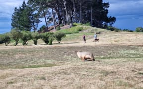 Sea lion Hiriwa who had her latest pup at the Chisholm Links golf course in Dunedin on 2 January, 2024. She has given birth to four pups at the course.