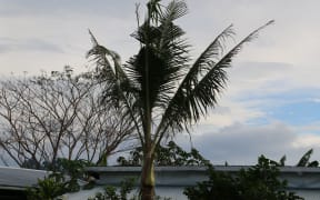 A tree that has been infested by the coconut rhinoceros beetle.