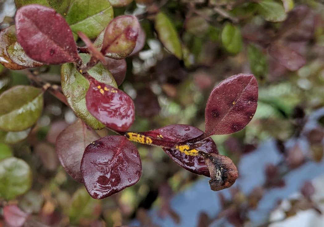 Myrtle rust has been discovered in Highbury, Wellington