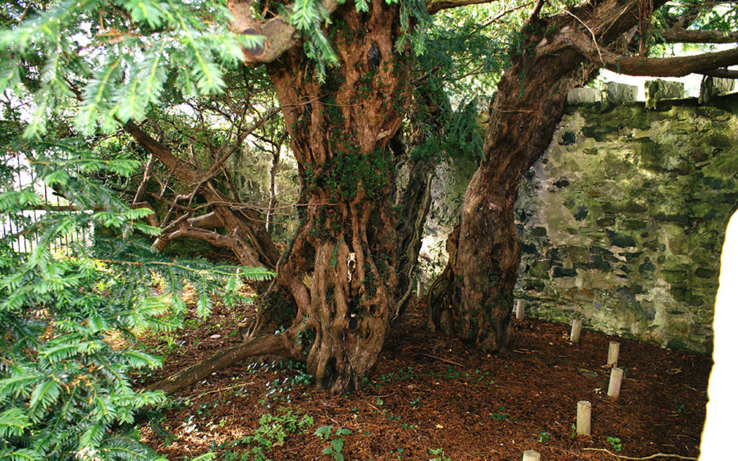 A yew growing in a churchyard in the village of Fortingall in Perthshire, Scotland, is thought to be the oldest living tree in the UK.