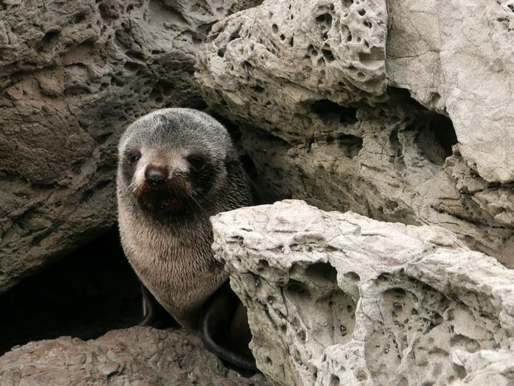 Seal