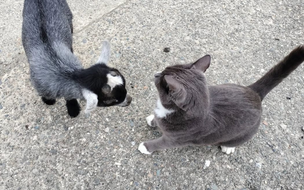 Mani the pygmy goat and Billy the cat.