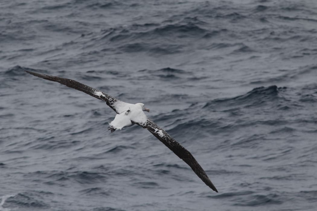 An albatross with a transmitter fitted.