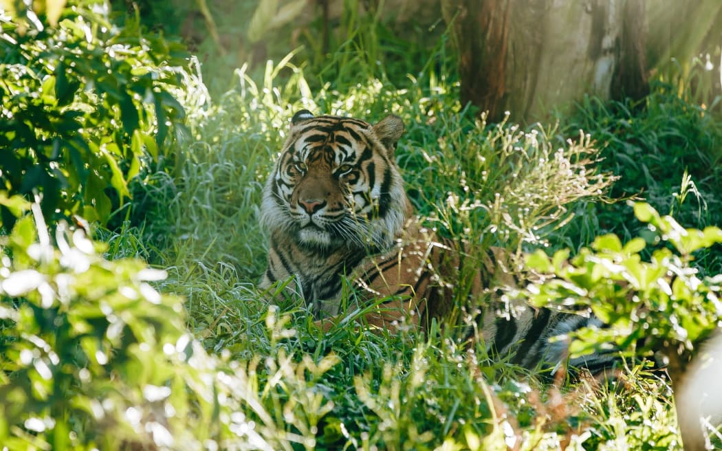 Auckland Zoo's Sumatran tiger Zayana.