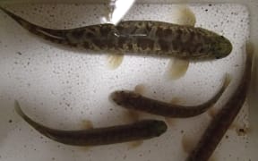 Koaro - native fish