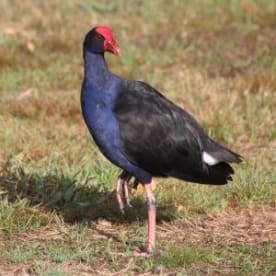 Photo for Pūkeko